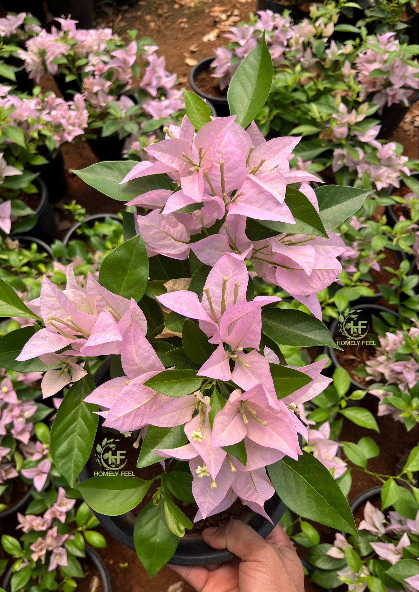 Bougainvillea SP Singh Pink(Pune Pink) Hybrid