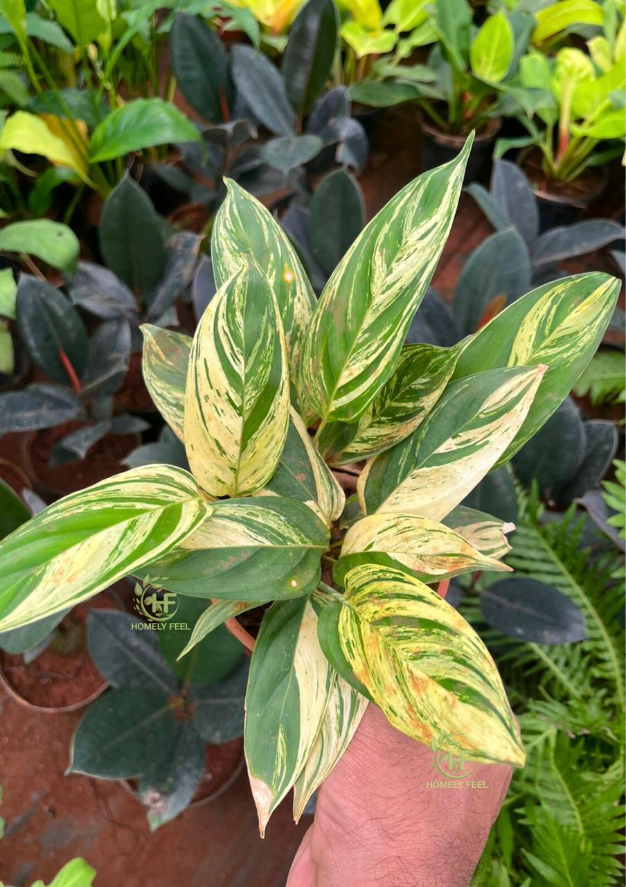 Calathea Charlie