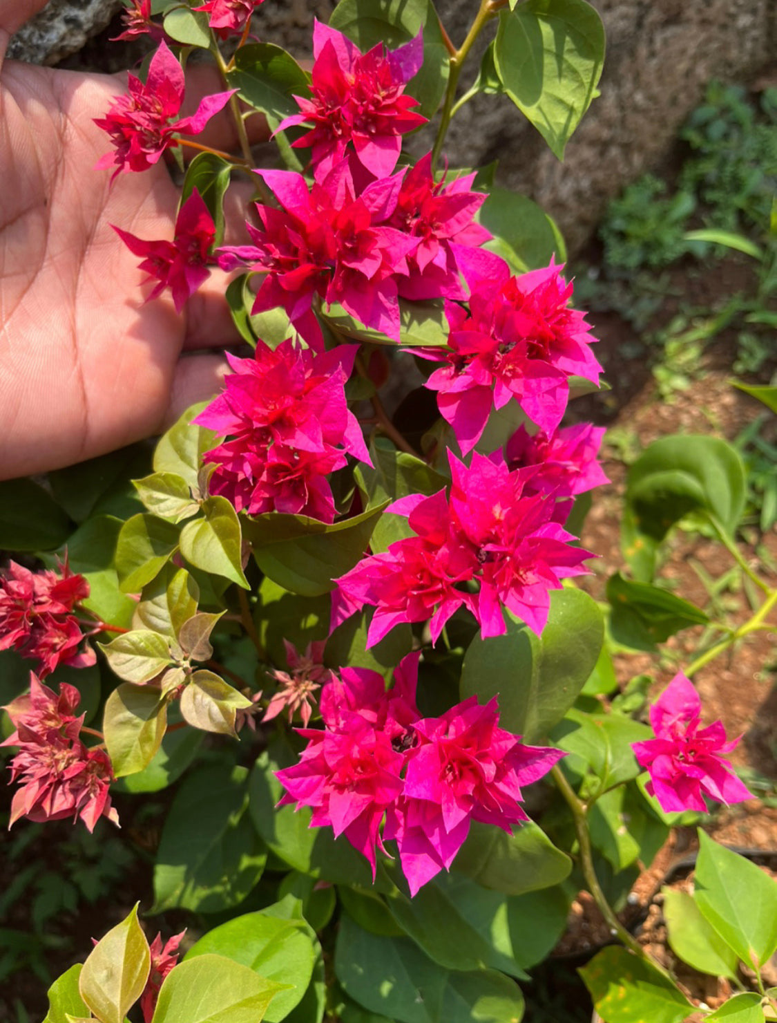 Bougainvillea Mahara Magenta