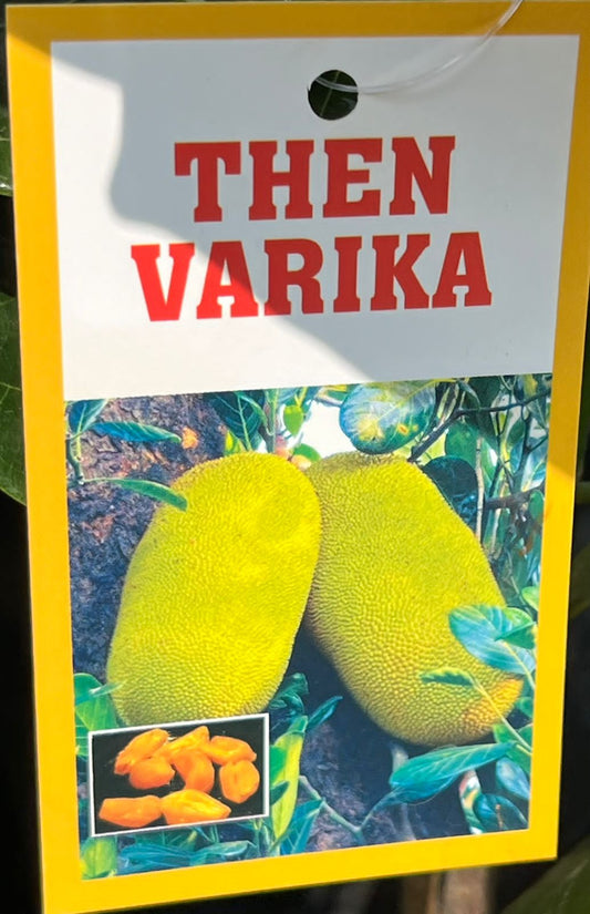 Jack Fruit-Then varikka(Grafted) as