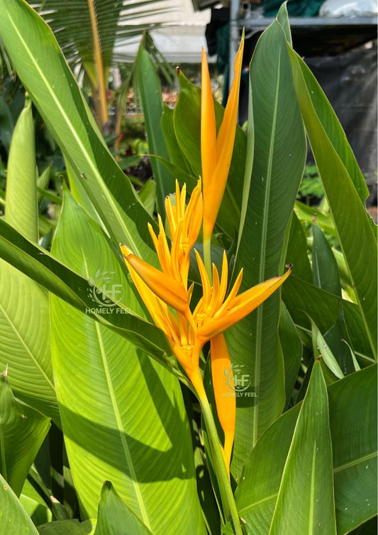 Heliconia Yellow