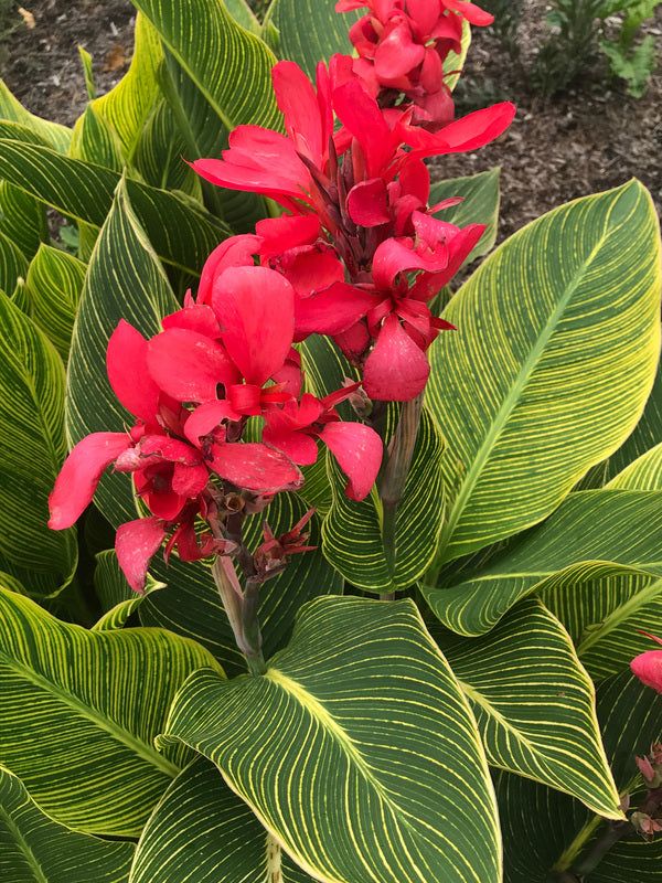 Canna Lilly Reddish Orange Variegated