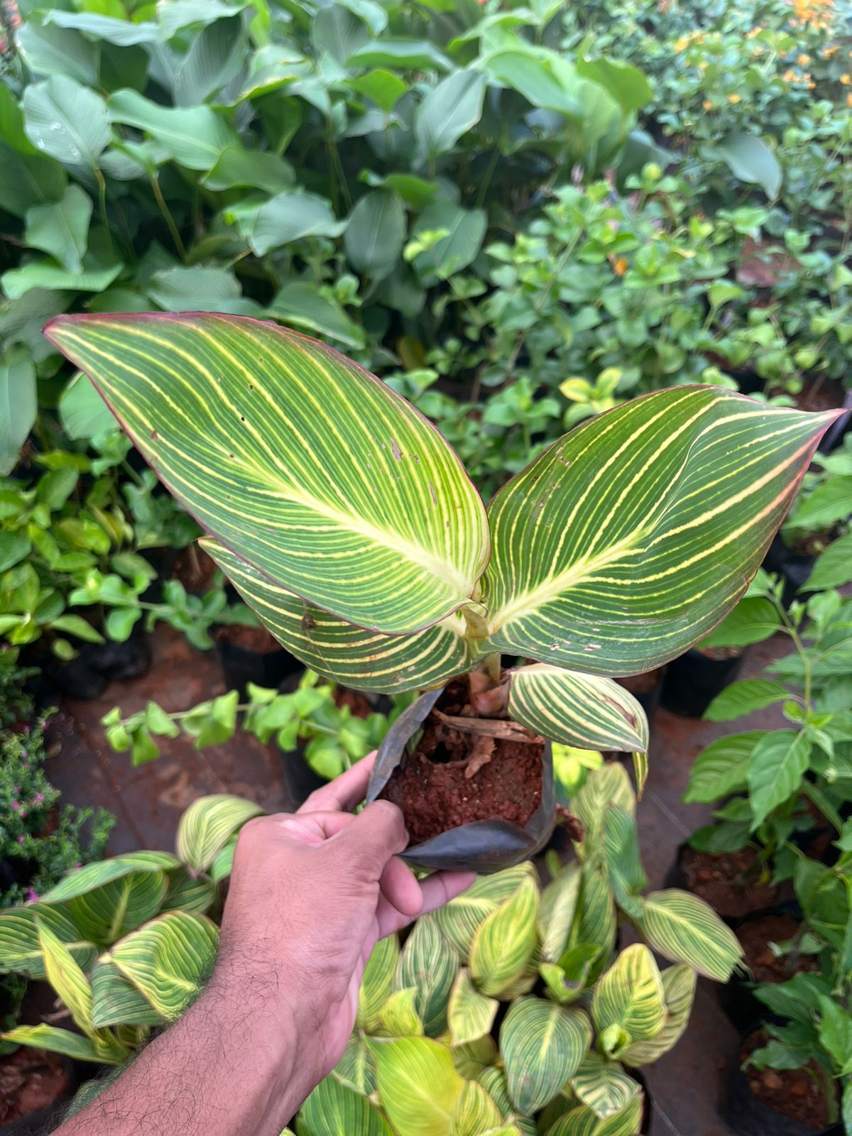 Canna Lilly Reddish Orange Variegated