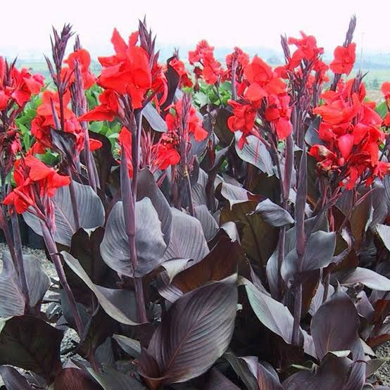 Canna Lilly Black leaf