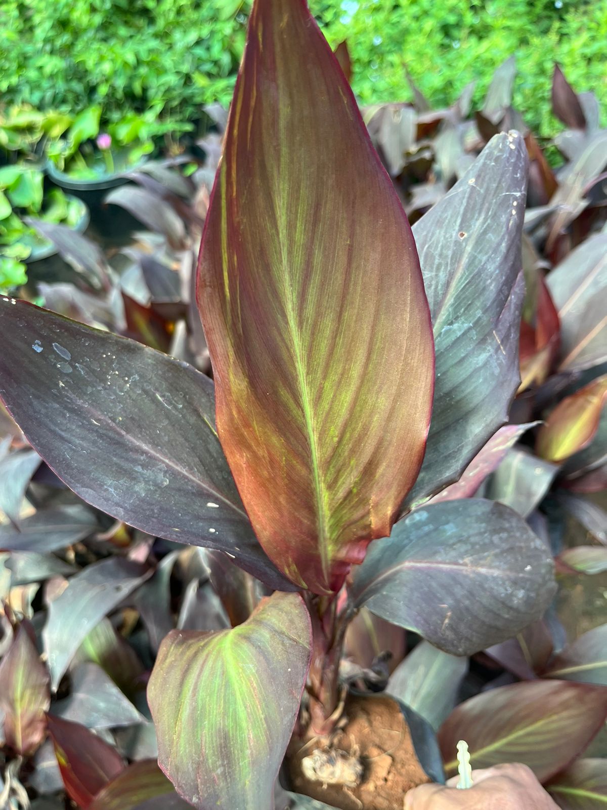 Canna Lilly Black leaf