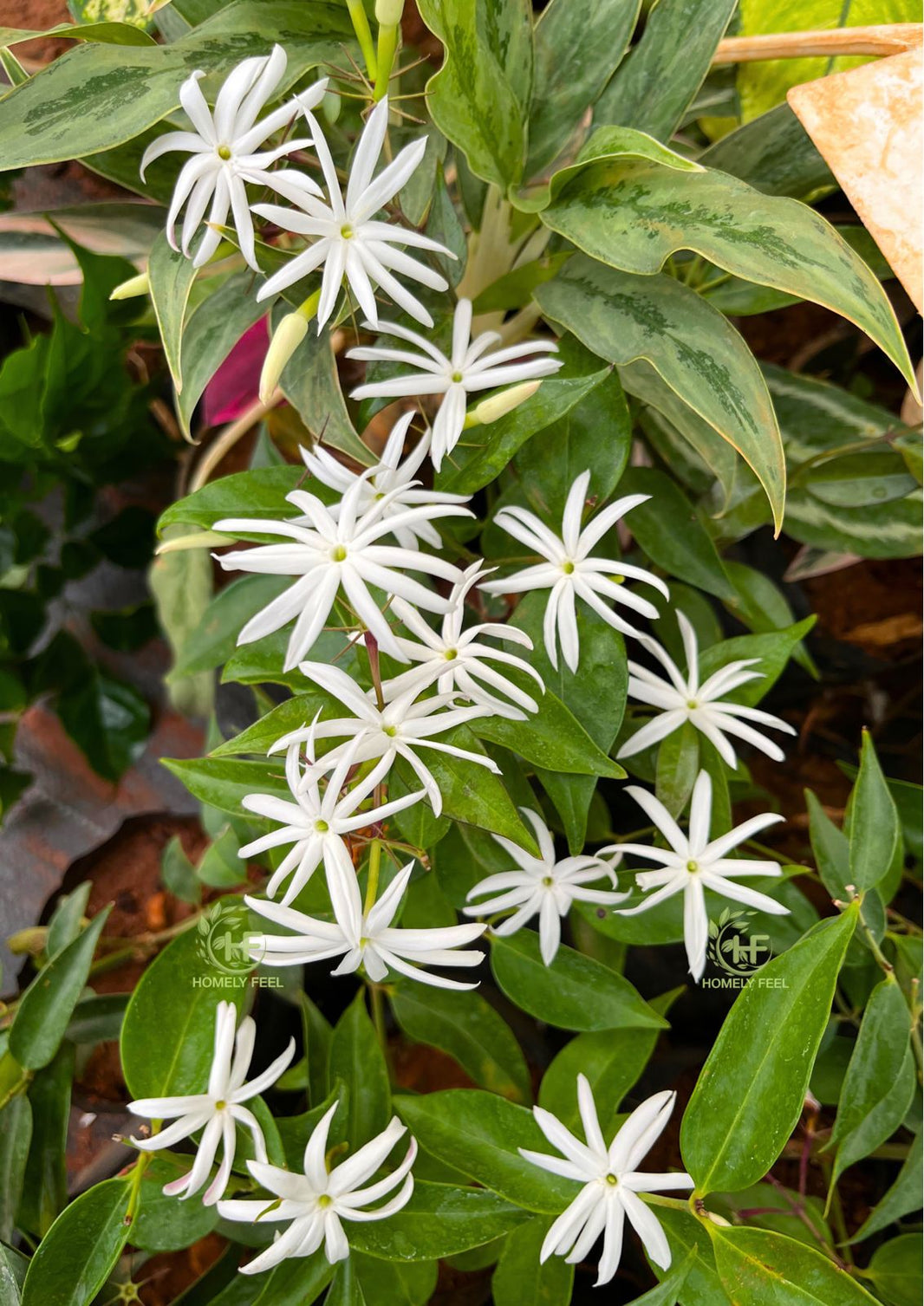 Jasmine Varieties &ndash; Homely Feel Gardens