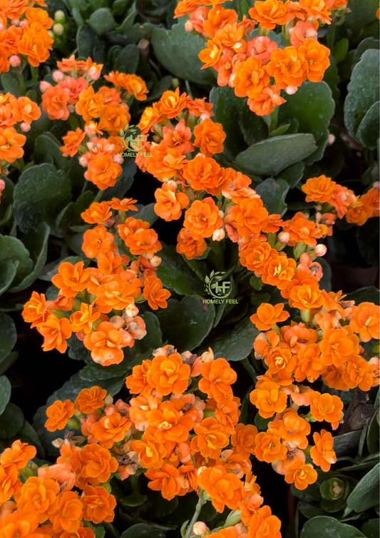 Kalanchoe Orange.