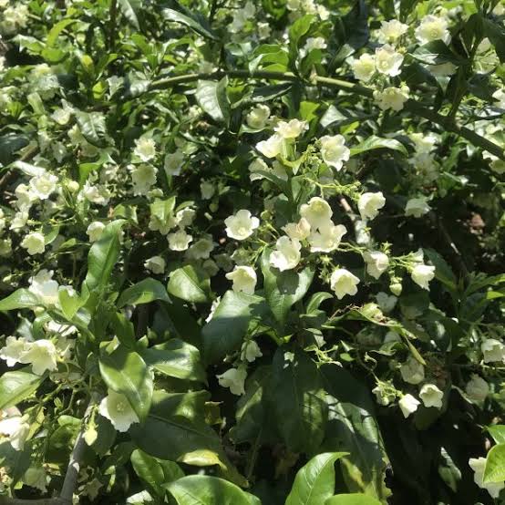 Vallaris Solanacea(Bread Flower) Creeper Plant- Scented