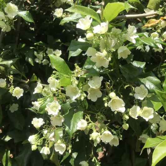 Vallaris Solanacea(Bread Flower) Creeper Plant- Scented