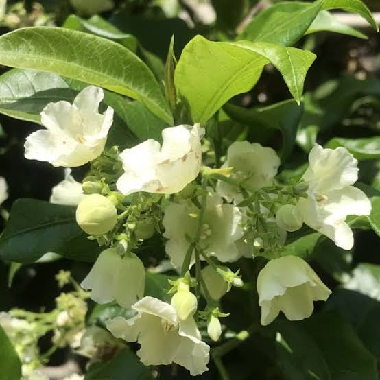 Vallaris Solanacea(Bread Flower) Creeper Plant- Scented