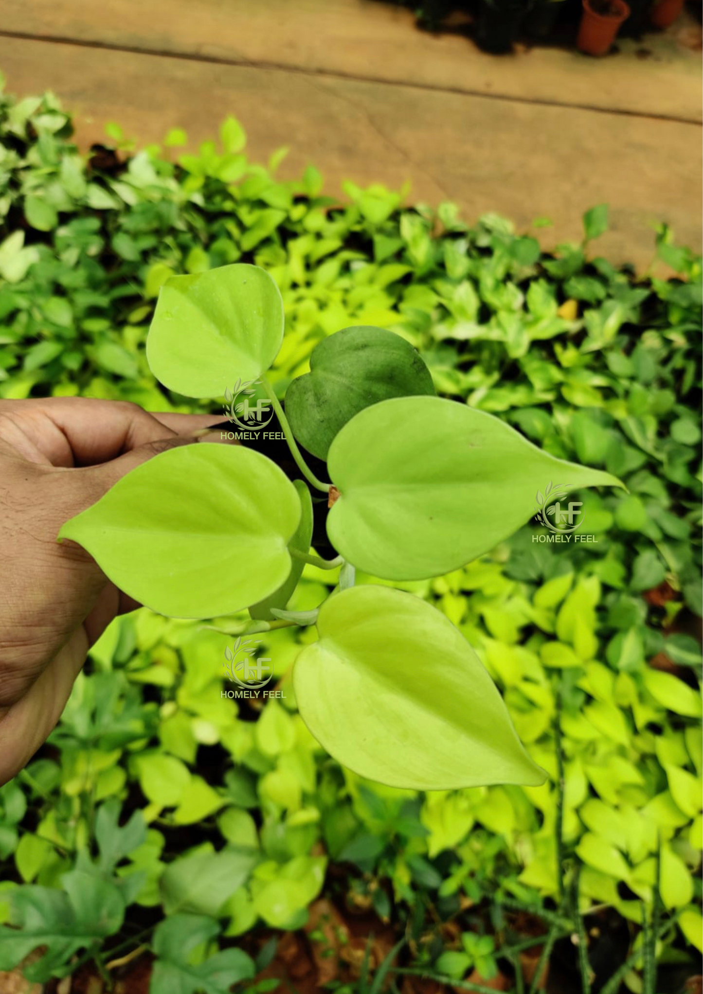 Philodendron Lemon Lime (single shoot)