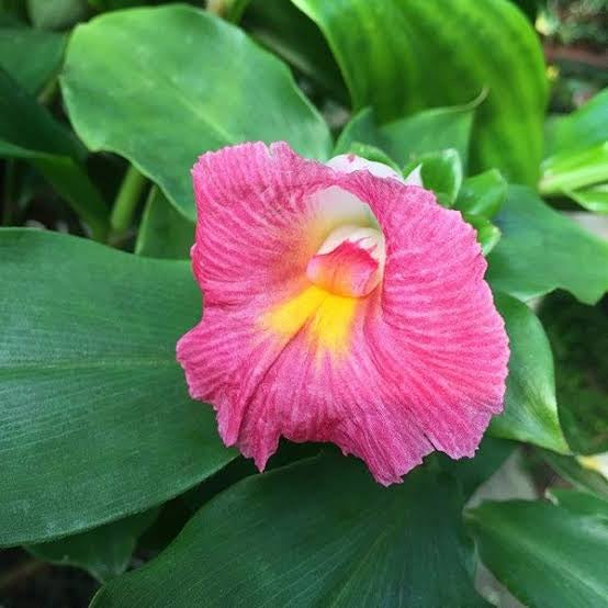 Costus African Princess