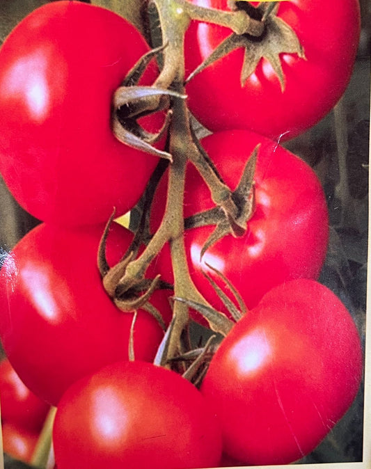 Tomato seed