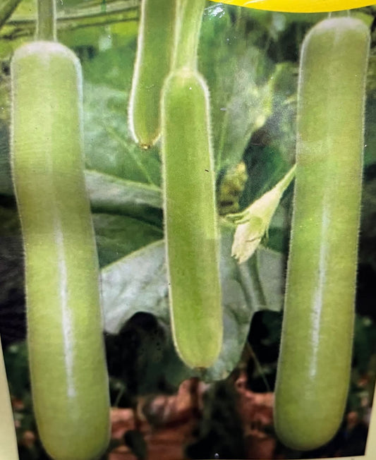 Bottle gourd seed(ചുരങ്ങ)