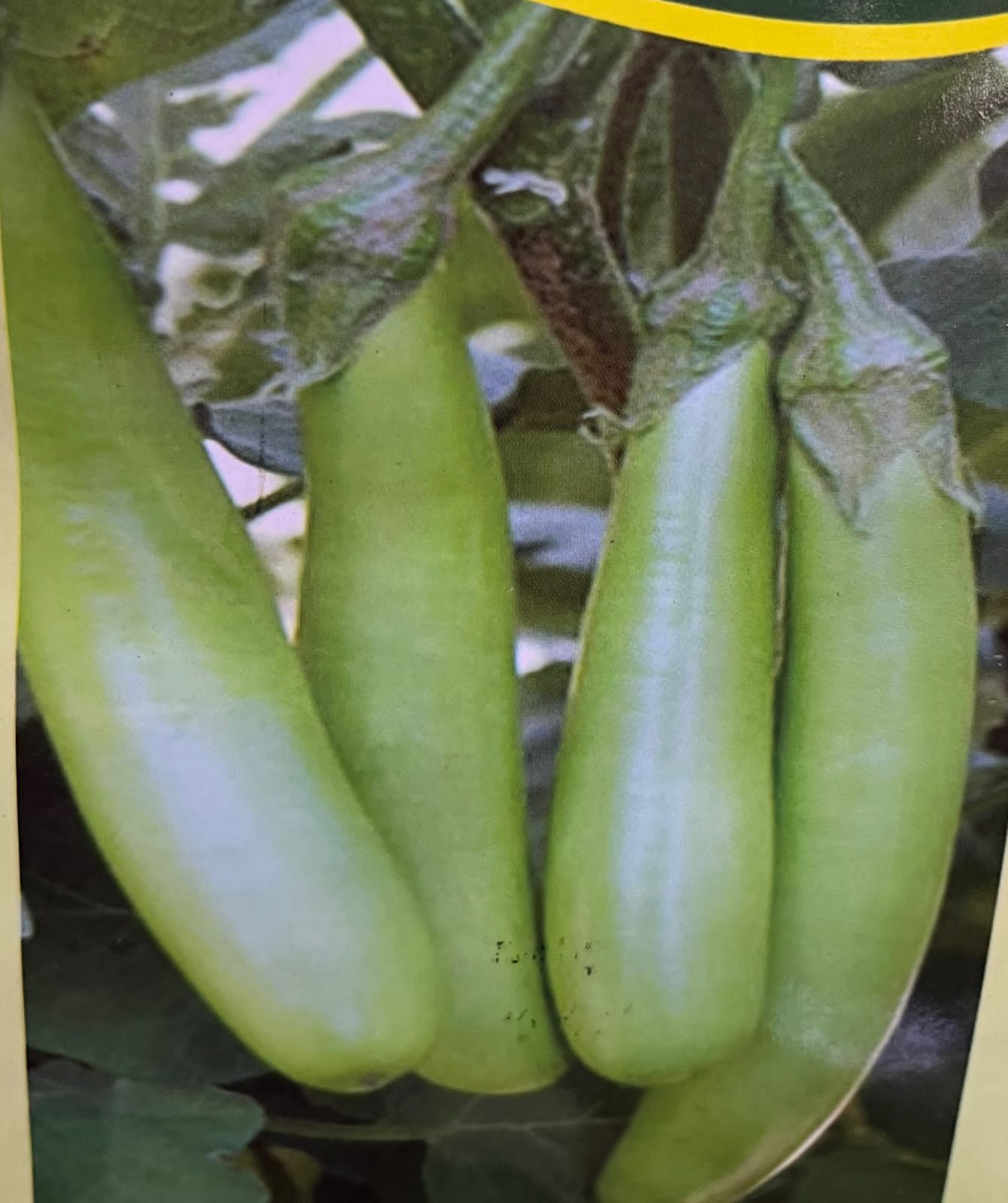 Brinjal Green Seed( വഴുതന)