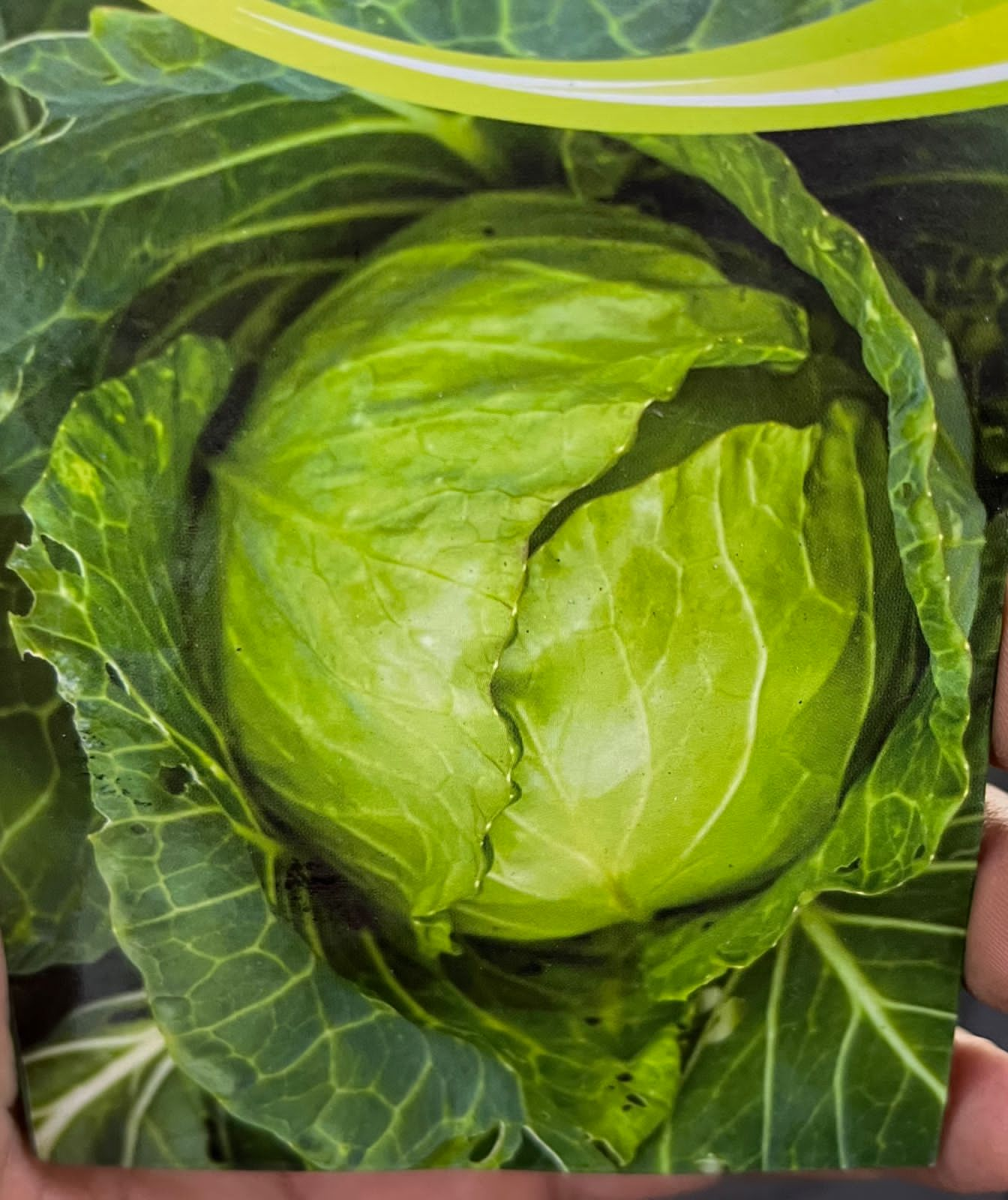 Cabbage Seed