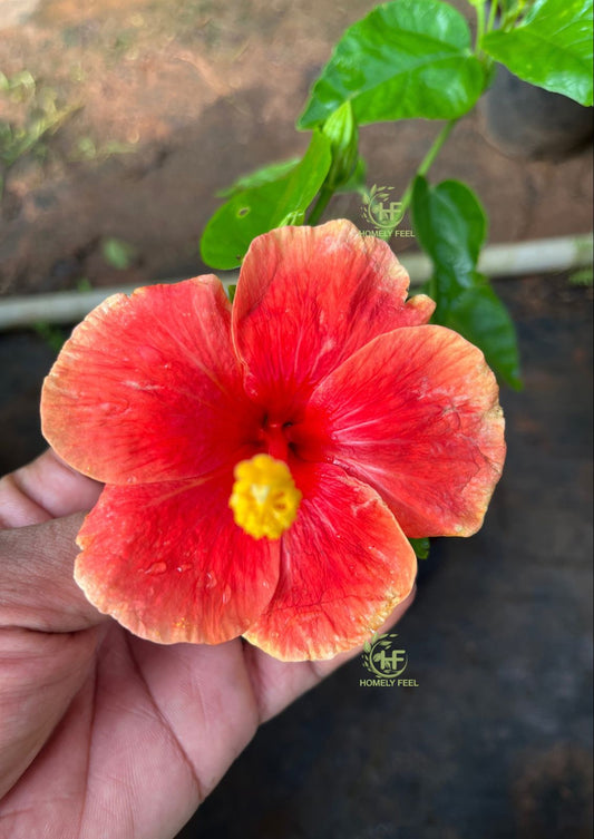 Hibiscus Orange-Code 8