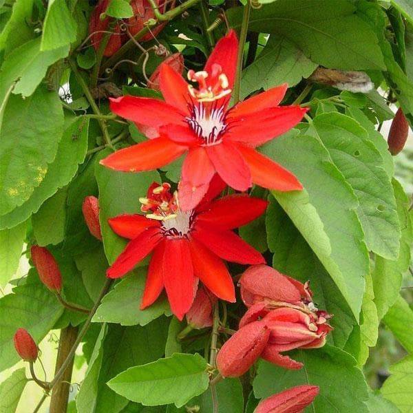 Passiflora Red