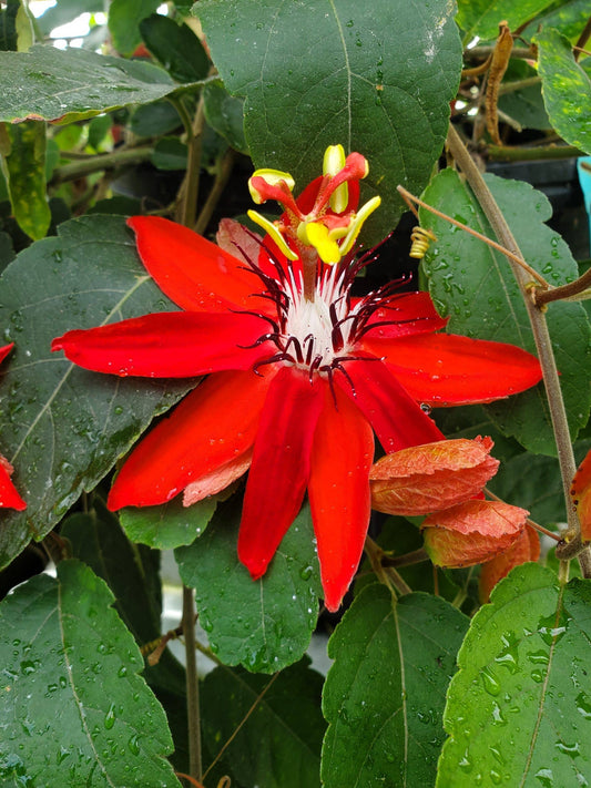Passiflora Red