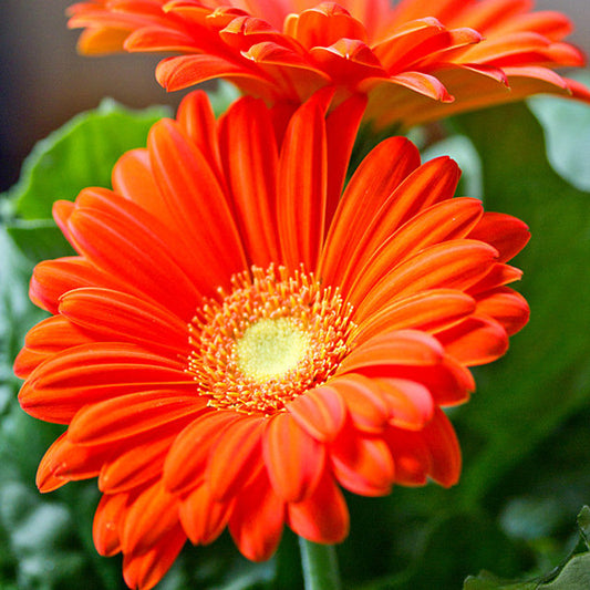 Gerbera Orange