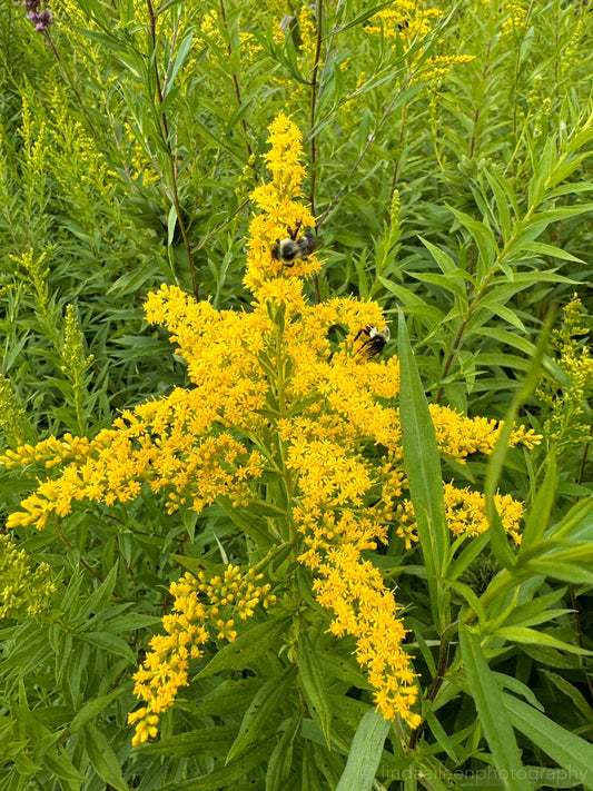 Golden Rod/Solidago Plant
