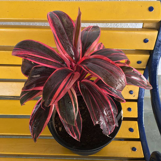 Dracaena Mahatma Red Dwarf