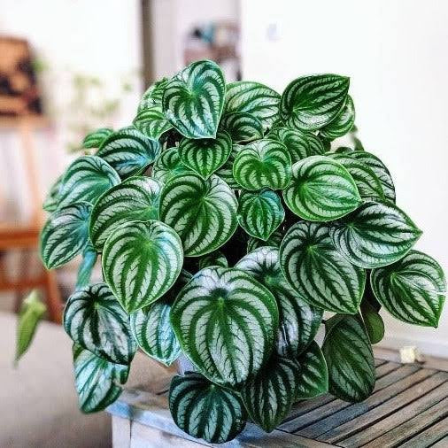 Watermelon Peperomia