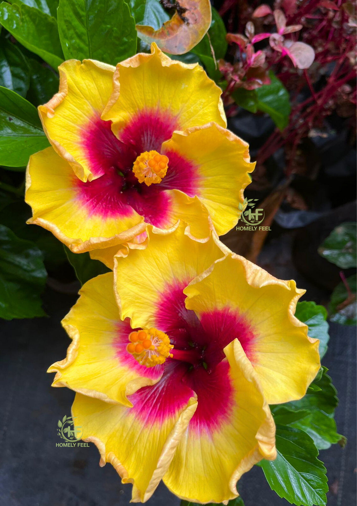 Hibiscus Yellow Star Hybrid