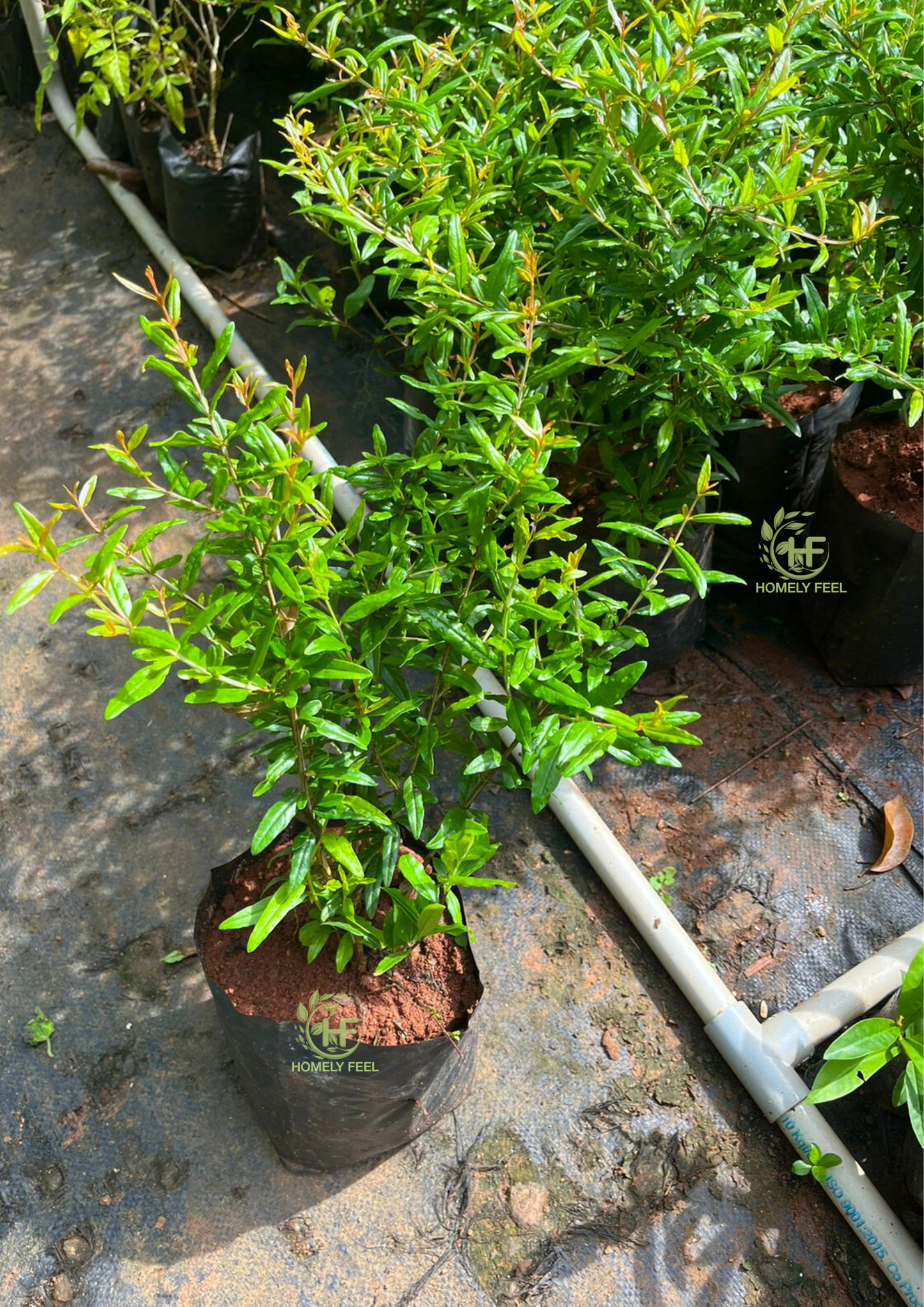 Pomegranate/Anar (Ganesh Variety) Air Layered