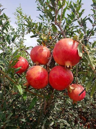 Pomegranate/Anar (Ganesh Variety) Air Layered