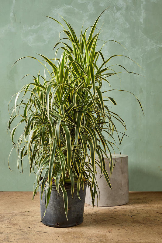 Dracaena reflexa