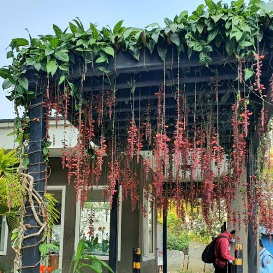Thunbergia Coccinea(2 Plants combo)