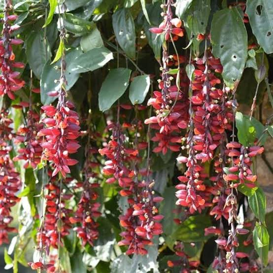 Thunbergia Coccinea(2 Plants combo)