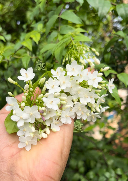 Water Jasmine