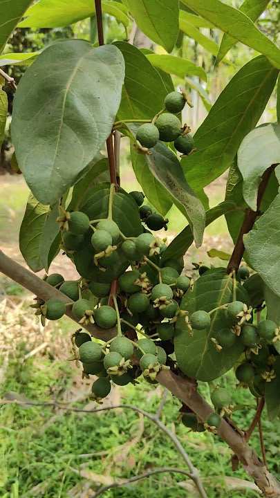 Grape Guava