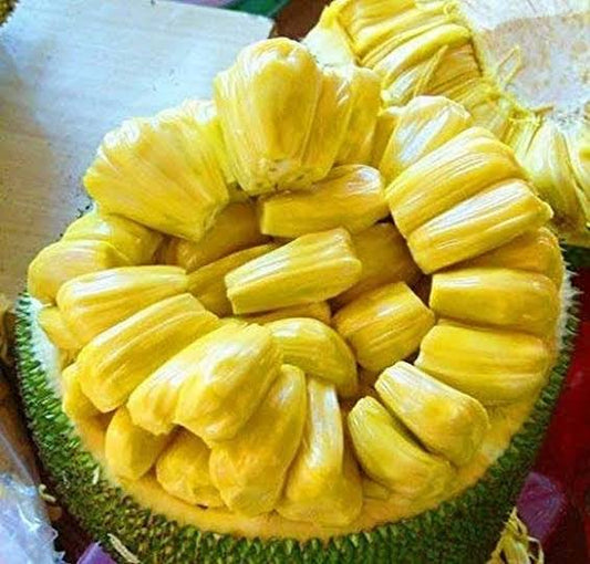 Gumless Jackfruit(Grafted)