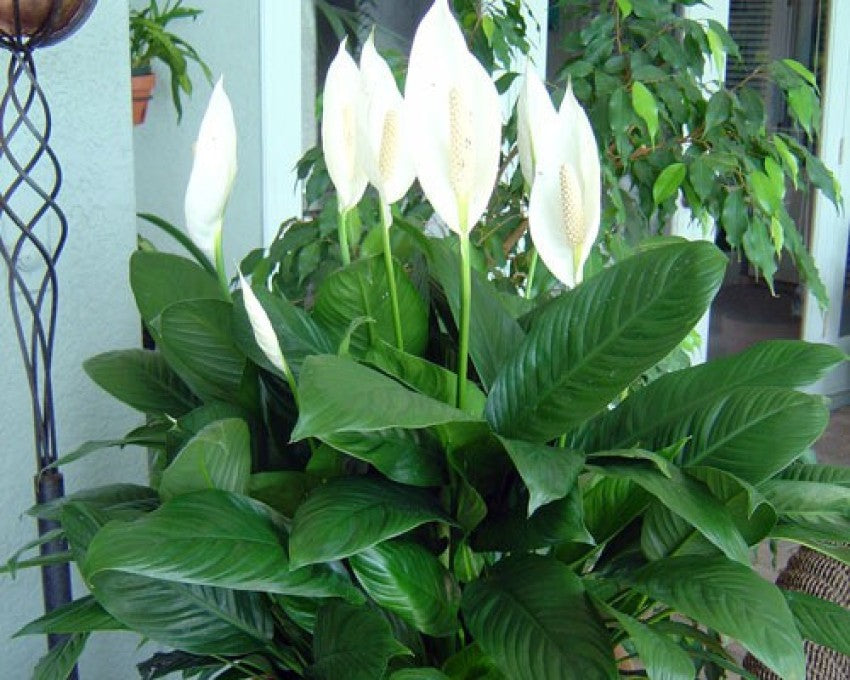 Peace Lilly ‘Sensation’(Spathiphyllum)