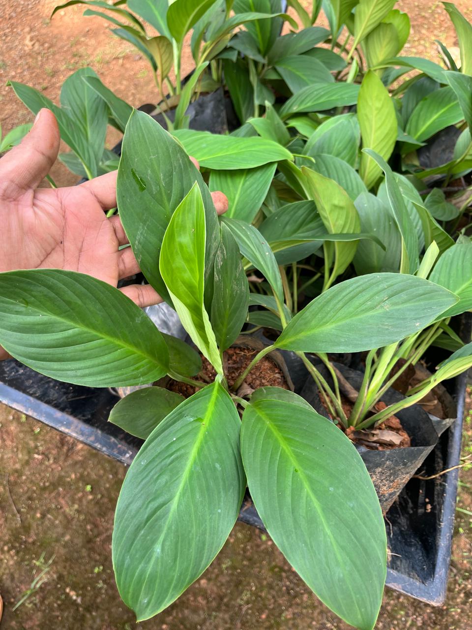 Peace Lilly ‘Sensation’(Spathiphyllum)