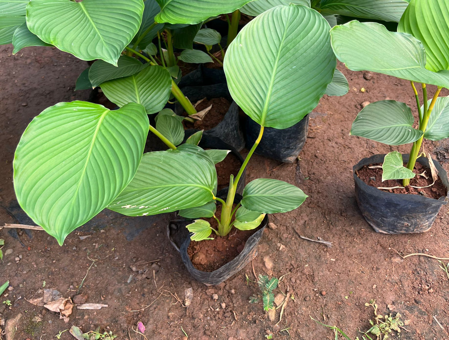 Calathea Lutea(5 Plants Combo)