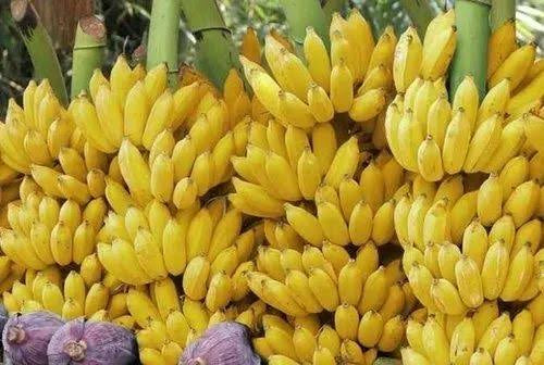 Poovan Banana(Tissue Culture)