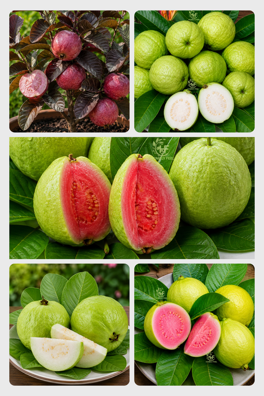 Guava Combo(5 Varieties)(Layered)C2