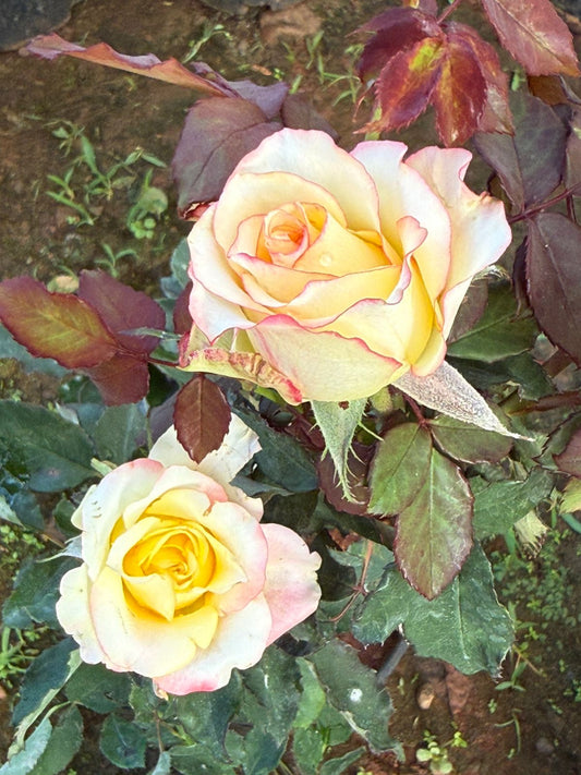 Poetica Rose