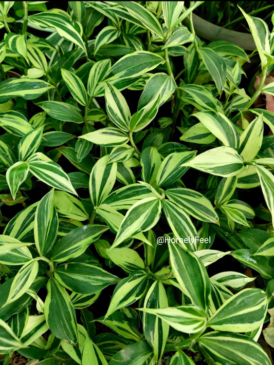 Costus Variegated