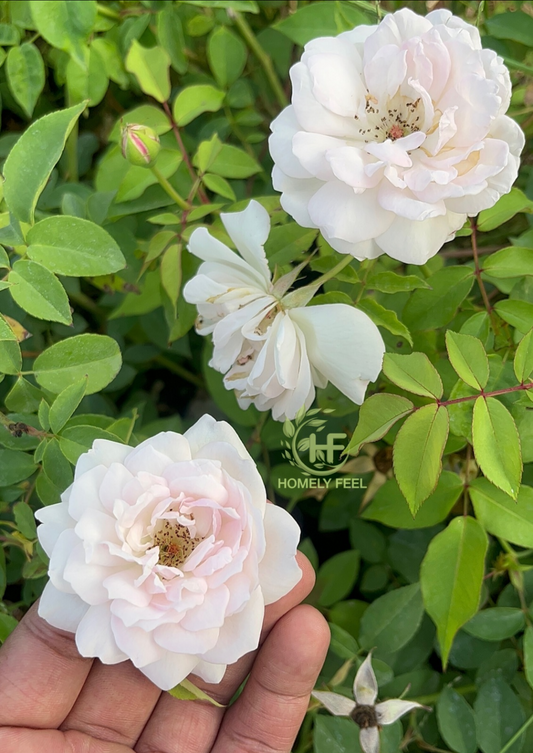 Desi White Rose