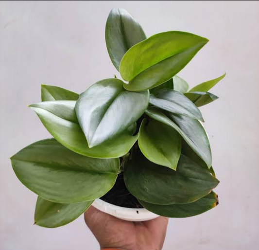 Scindapsus moonlight
