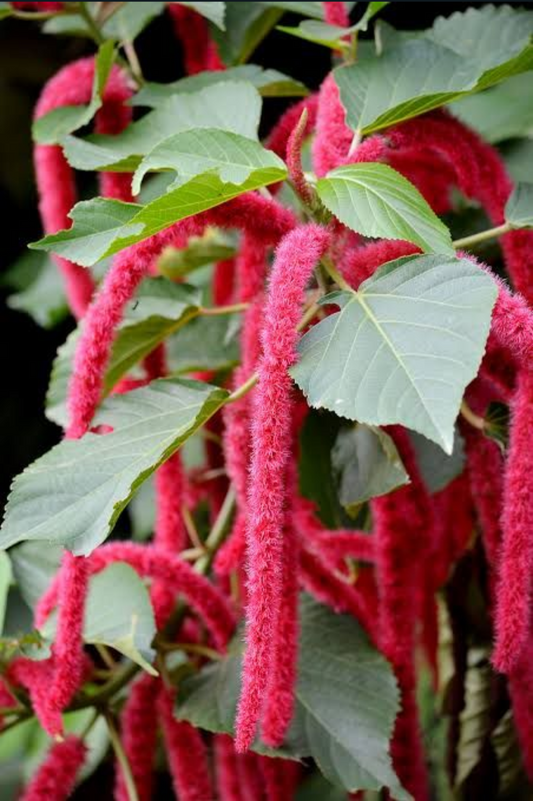 Acalypha Hispidia