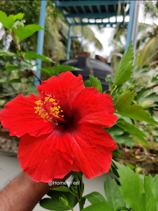 Hibiscus Red Big Flower