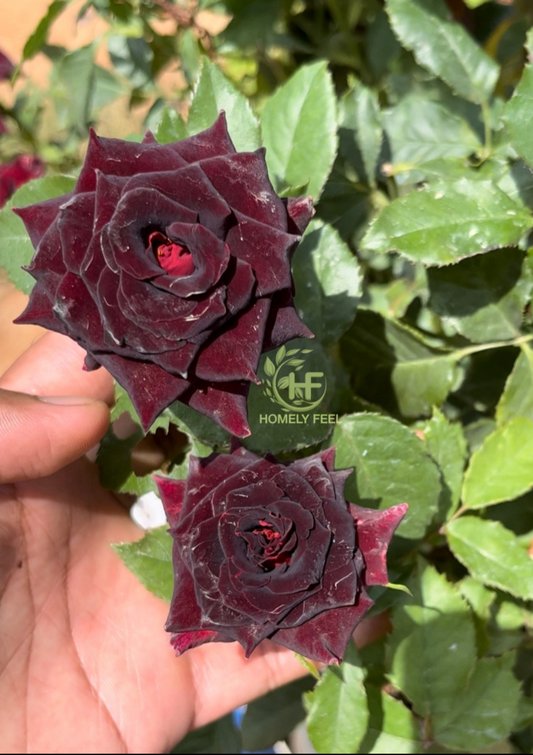 Black Rose