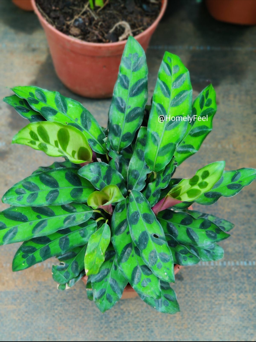 Calathea Rattle Snake