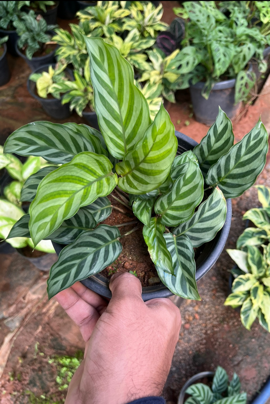 Calathea Concinna